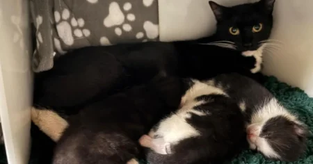 Cat and kittens survive 45°C heat after being trapped in scorching boiler room
