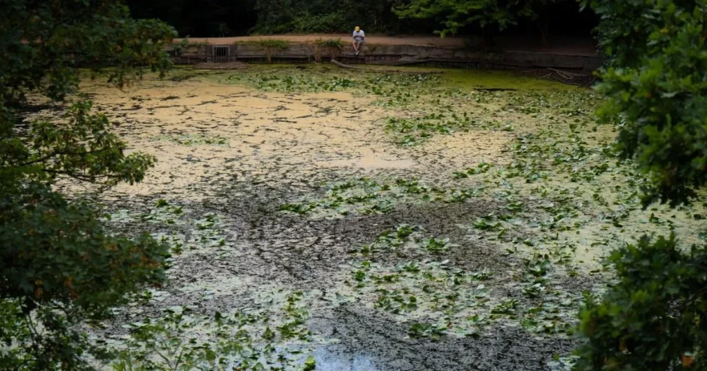 Swimmers and pets warned to ‘stay out’ of toxic Thames bathing spot