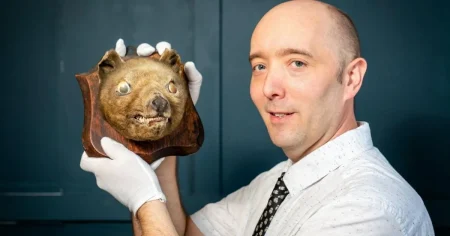 Goofy ‘fox’ bought for £50 at market was actually natural history ‘holy grail’