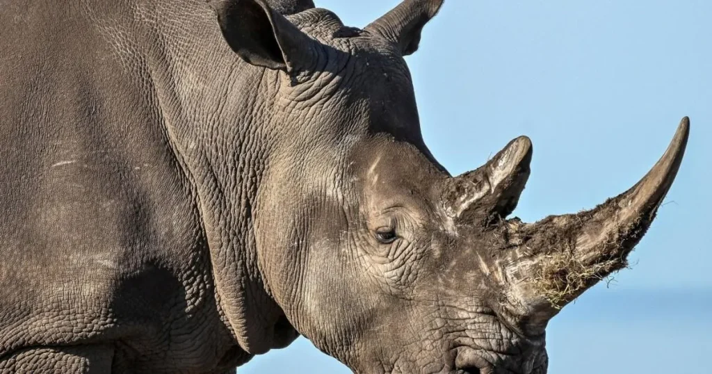 Families ‘feared they would die’ after cars smashed up by rhinos at safari park