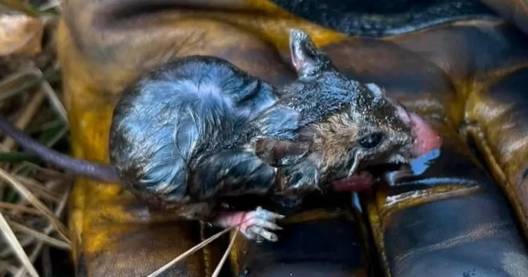Burned field mouse ‘miraculously’ rescued from wildfire by firefighters
