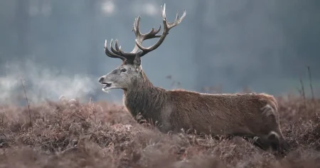Stag shot dead in Richmond Park after visitor injured in the chest during picnic
