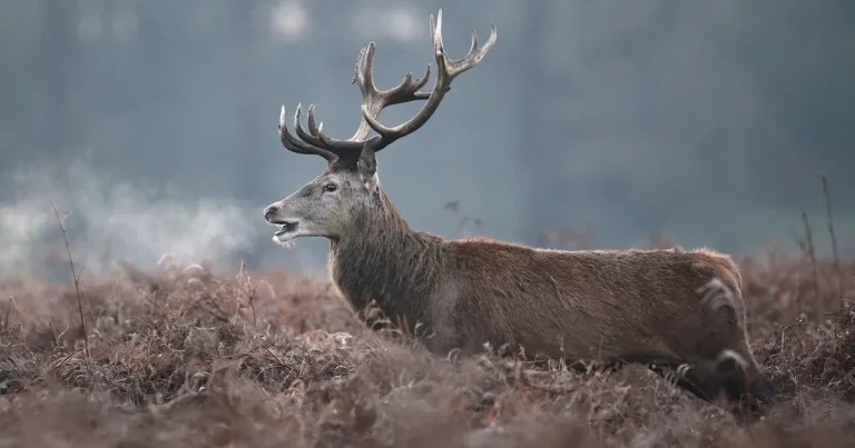 Stag shot dead in Richmond Park after visitor injured in the chest during picnic