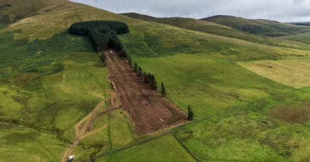 Phallic-shaped ‘Penis Woods’ is being chopped down despite swell of opposition