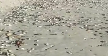 Mystery virus kills thousands of fish