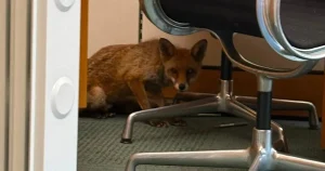 Fox breaks into MP’s office and rummages through cabinet