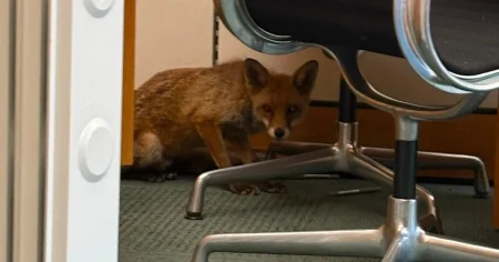 Fox breaks into MP’s office and rummages through cabinet