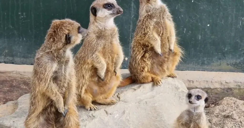 Meerkat family killed after tunnel collapses in heavy rain at wildlife park