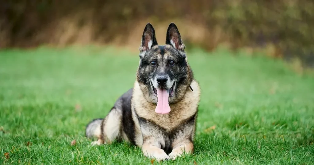 My dog was stabbed in the head twice – but he still caught the man who did it