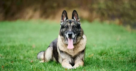 My dog was stabbed in the head twice – but he still caught the man who did it