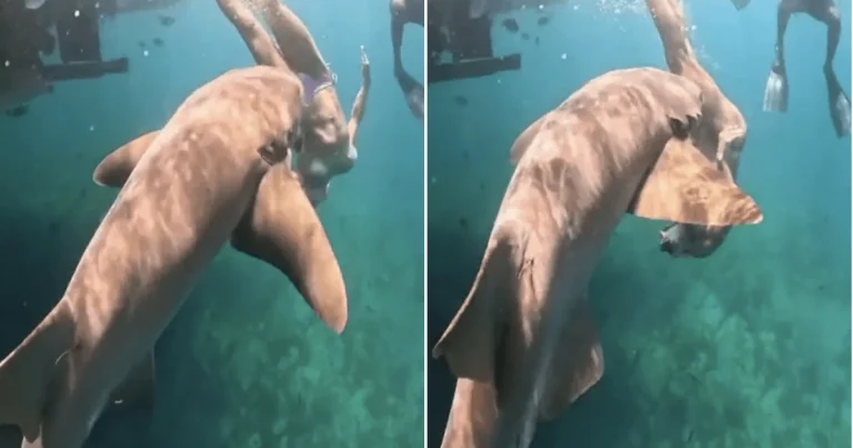 Influencers are putting their lives in jeopardy for the perfect shark snap
