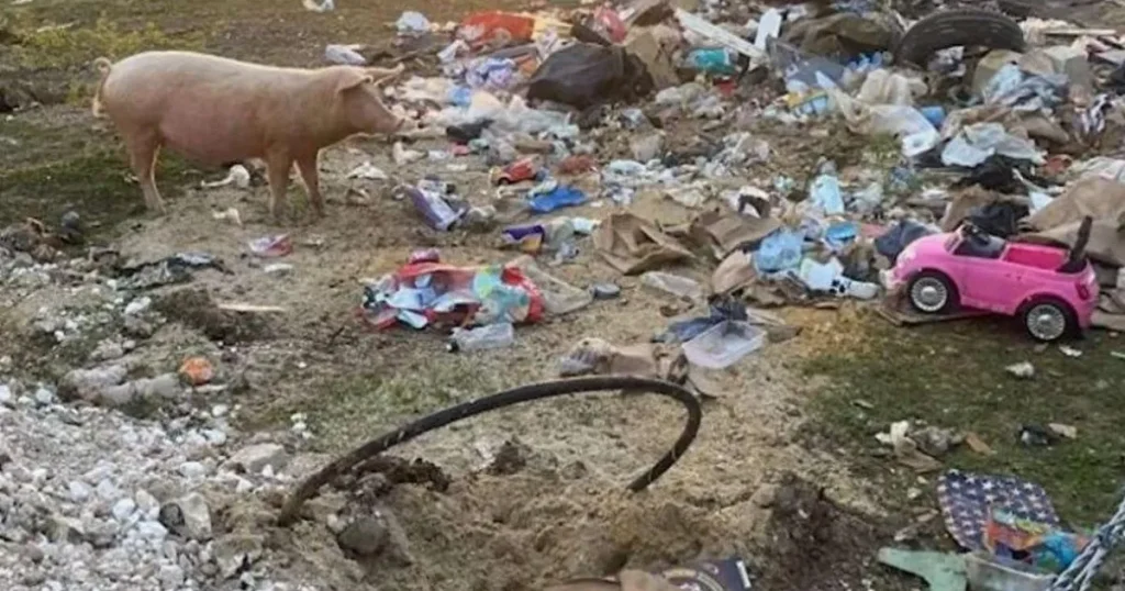 ‘Worst fly-tipper’ who burned waste and released pigs onto A-road avoids jail