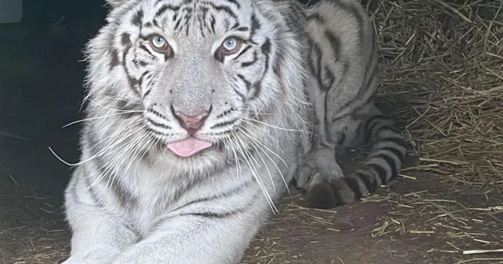 Tiger on brink of death takes first steps on grass after being rescued from war zone