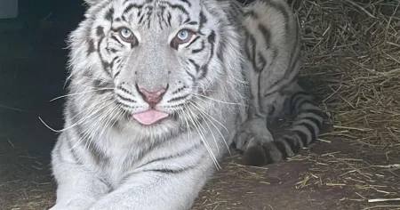 Tiger on brink of death takes first steps on grass after being rescued from war zone