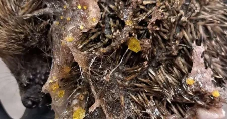 Baby hedgehog found covered in toxic glittery slime and with one eye glued shut