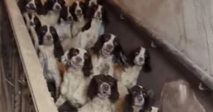 Moment 84 dogs packed into room covered in inch-thick faeces rescued
