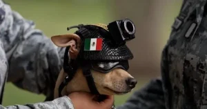 Narcos run in fear from Mexico’s newest soldier – a Chihuahua named Comando