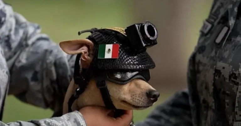 Narcos run in fear from Mexico’s newest soldier – a Chihuahua named Comando