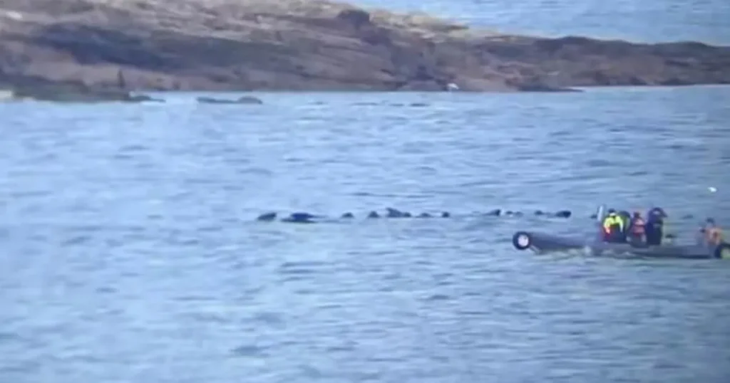 Desperate battle to save pod of stranded pilot whales off UK coast