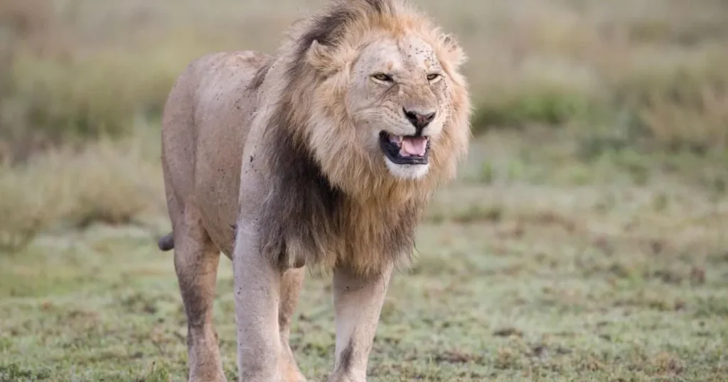 10 lions dead in ‘poisoning’ at wildlife park