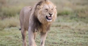 10 lions dead in ‘poisoning’ at wildlife park