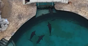 Blind and sick dolphins ‘abandoned’ at closed water park in Mexico