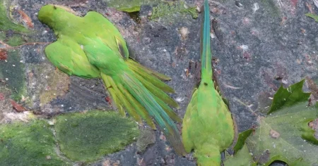 Parakeets shot and killed with catapults in southeast London