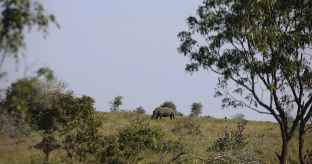 Poacher sneaking up on rhinos ambushed and trampled to death by elephants