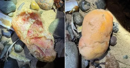 ‘Human kneecap’ washed up on beach was just a sea potato
