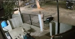 Woman dies after monkey launches flying kick at her outside her home