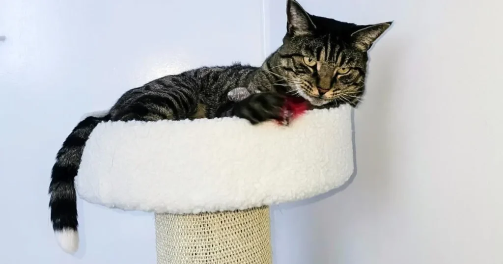 Missing cat’s severed tail is posted through owner’s letterbox