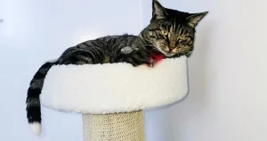 Missing cat’s severed tail is posted through owner’s letterbox