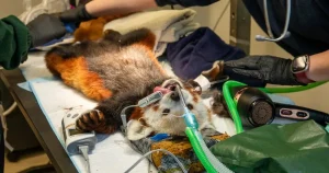 Red panda manages to make tooth removal look adorable