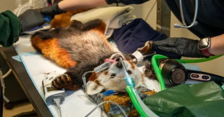 Red panda manages to make tooth removal look adorable