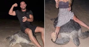 Fitness influencer sparks outrage after riding on sea turtle for content