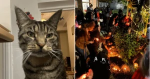 More than 100 turn up for vigil for cat whose tail was posted through letterbox