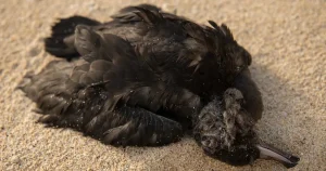 Dead seabird found with almost 900 pieces of plastic waste in its body