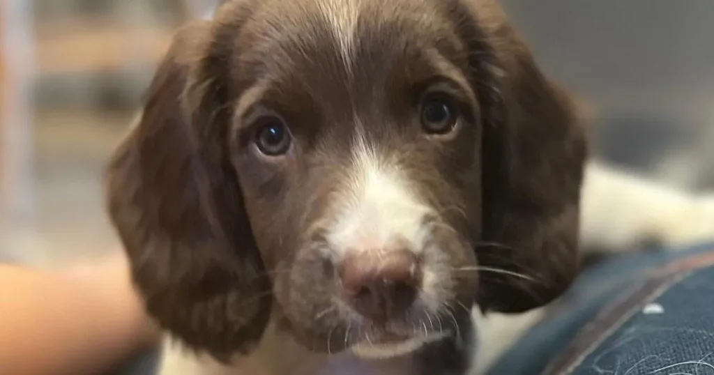 ‘My dog was stolen on a walk -13 months later I got the most amazing phone call’