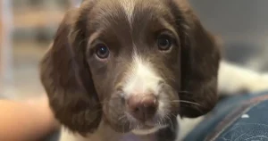 ‘My dog was stolen on a walk -13 months later I got the most amazing phone call’