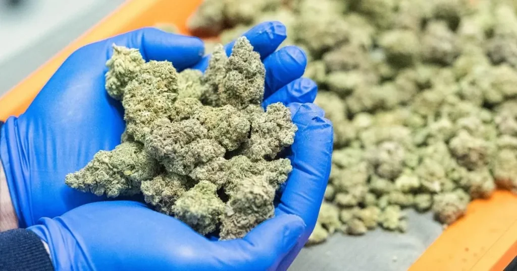 Man jailed after ’28kg of cannabis found in his luggage’ at UK airport