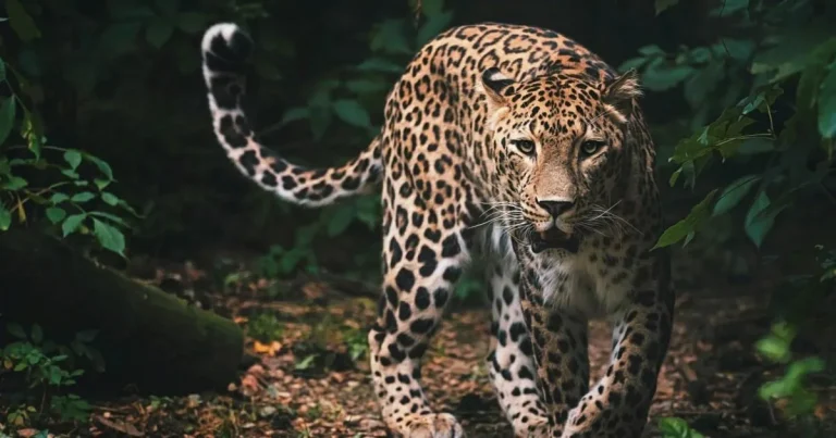Zookeeper ‘mauled by leopard’ as horrified staff heard cries over walkie-talkie