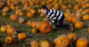 Here’s why you shouldn’t be spooked if your pumpkins are smaller this Halloween