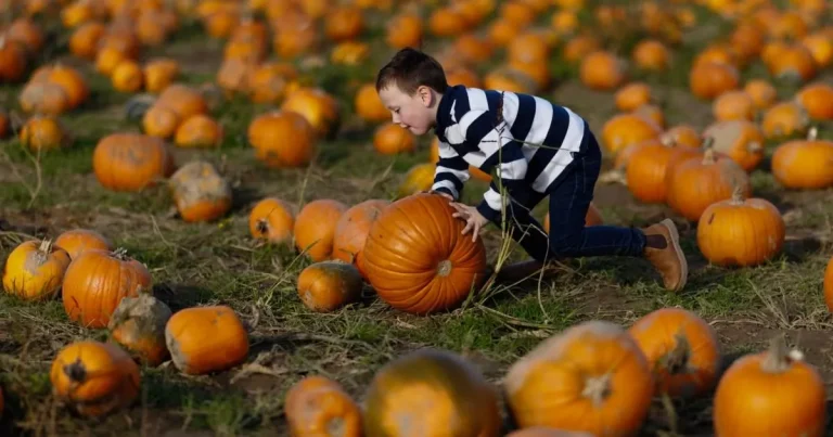 Here’s why you shouldn’t be spooked if your pumpkins are smaller this Halloween