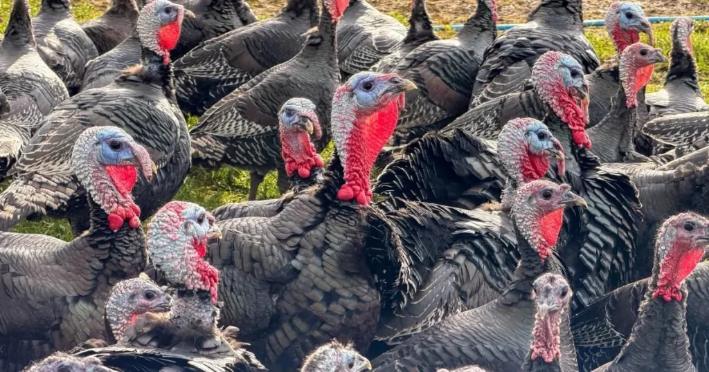 Fears of Christmas turkey shortage after bird flu outbreak leads to mass cull