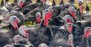 Fears of Christmas turkey shortage after bird flu outbreak leads to mass cull