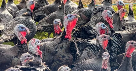 Fears of Christmas turkey shortage after bird flu outbreak leads to mass cull