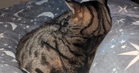 Three people arrested after missing cat’s tail is posted through owner’s letterbox