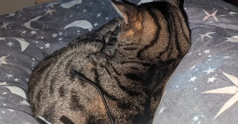 Three people arrested after missing cat’s tail is posted through owner’s letterbox