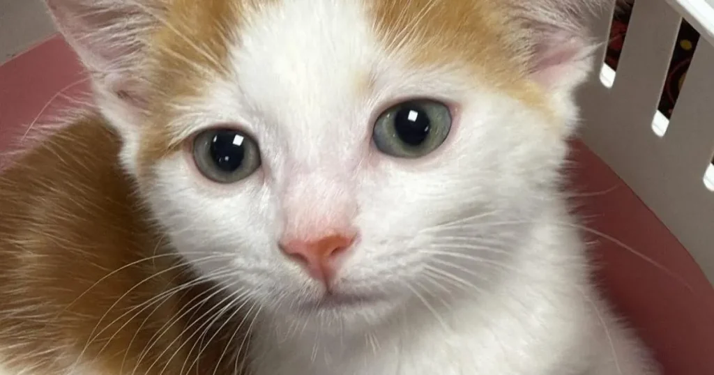 Kitten found outside Tube station needs new home after being rescued by commuter