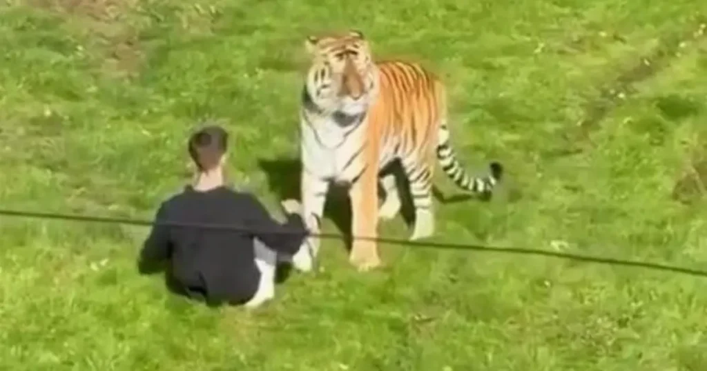 Heartbreaking audio of man politely asking family to take photo with tiger before falling in enclosure